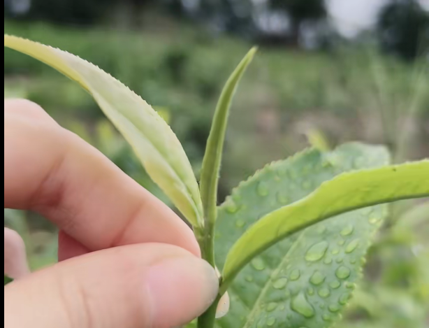 Flowinversetea Enshi Tea Cultivar and Fresh Leaves