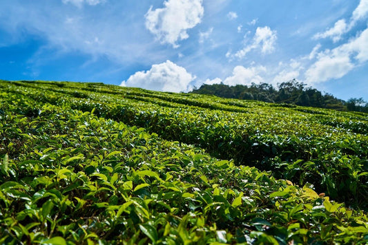 FlowinverseTea Farm - Prepare for the Dry Season!
