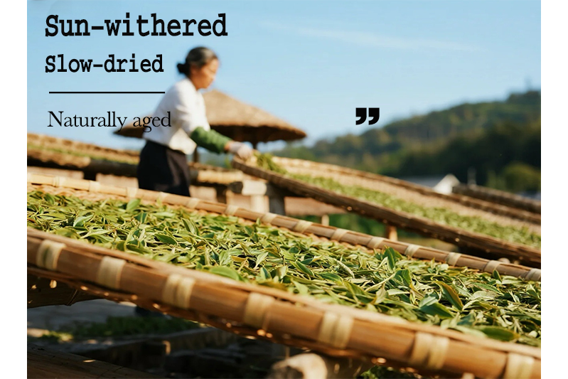 2025 Baimudan White Tea(White Peony)