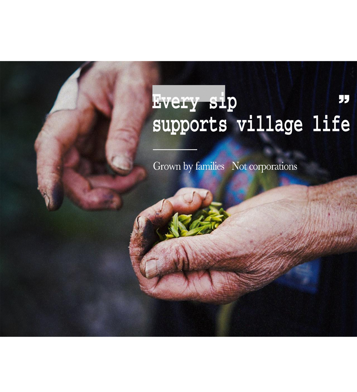 Enshi Yulu (Jade Dew) Green Tea