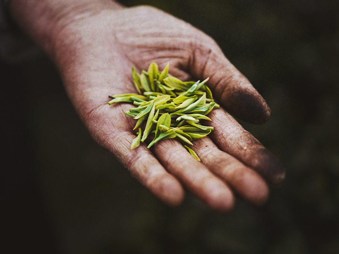How Much Does it Cost for the best tea in China?