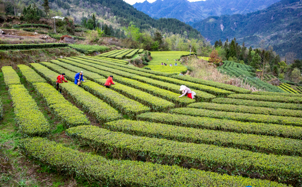 Tea Industry in Lichuan, a City under Enshi