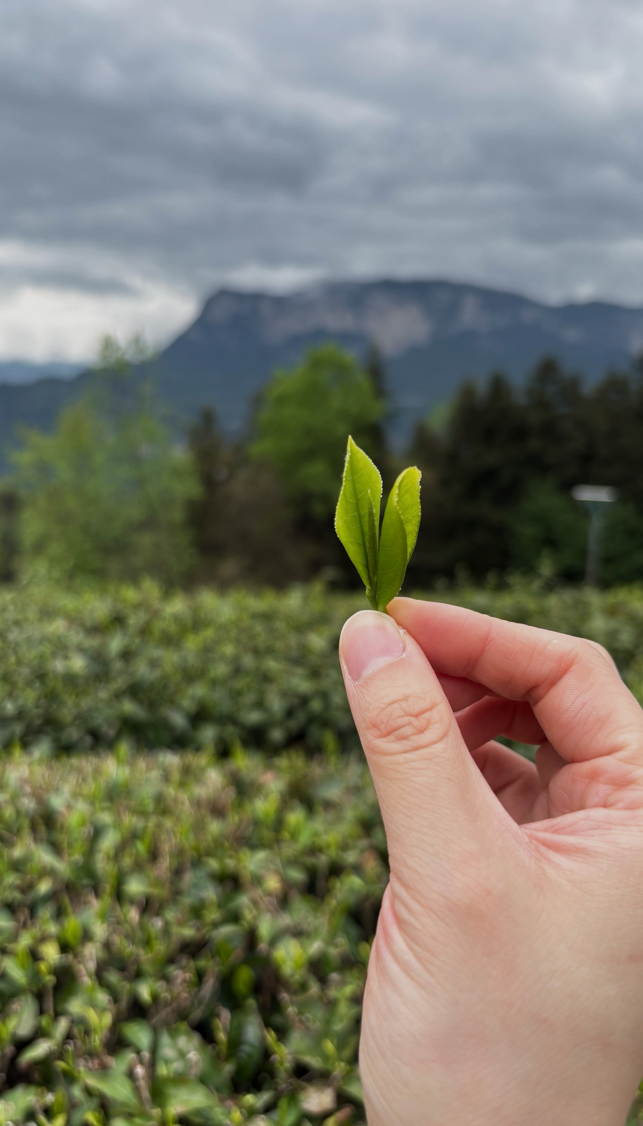 Picking tea in the morning garden