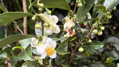 Winter Tea Flowers