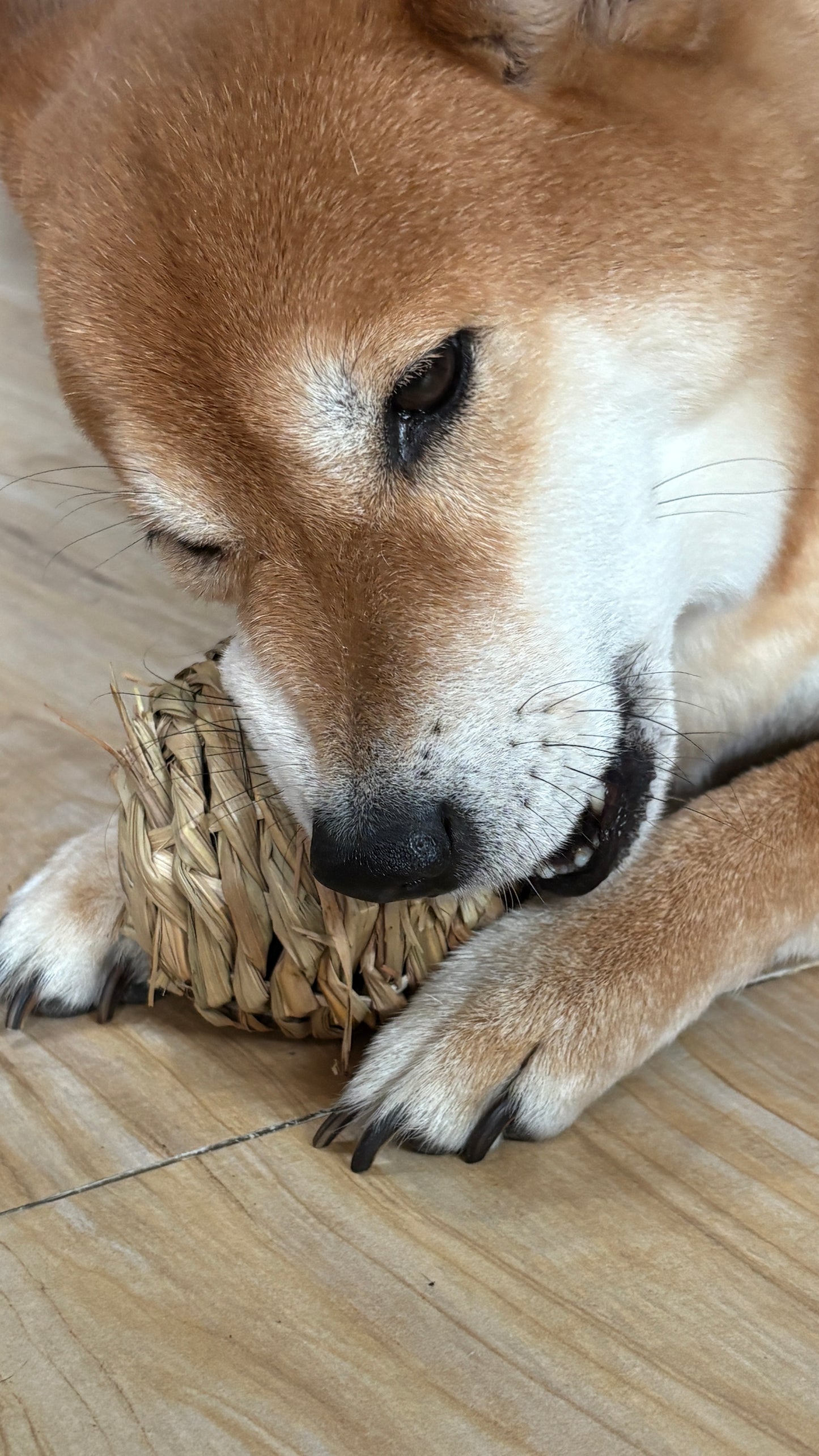 Dog chewing a handwoven natural fiber chew ball toy