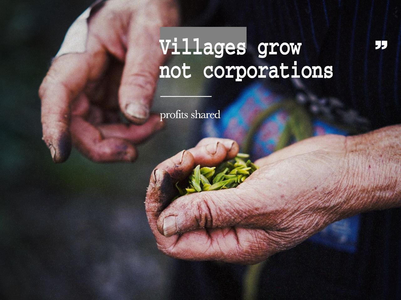 Harvest Collective — A Shared Future in Tea & Textile