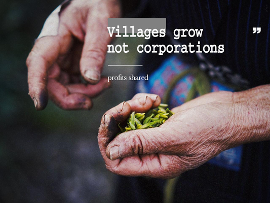 Harvest Collective — A Shared Future in Tea & Textile