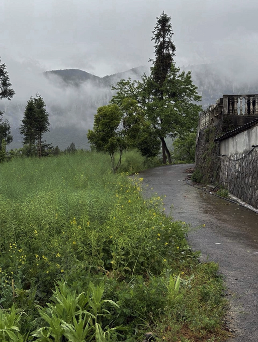 The village road in the fog