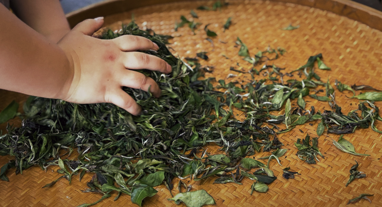 Shaping tea by hand