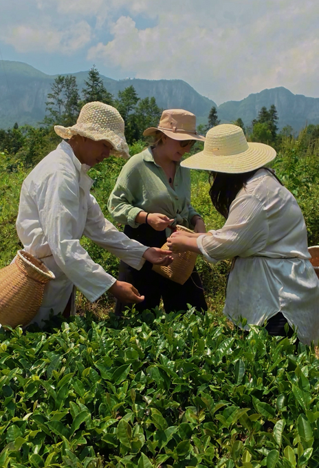 A guest and a Tujia farmer picking tea together, mountains behind