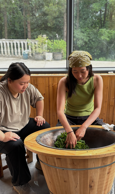 Rolling fresh leaves by hand in the wooden basin