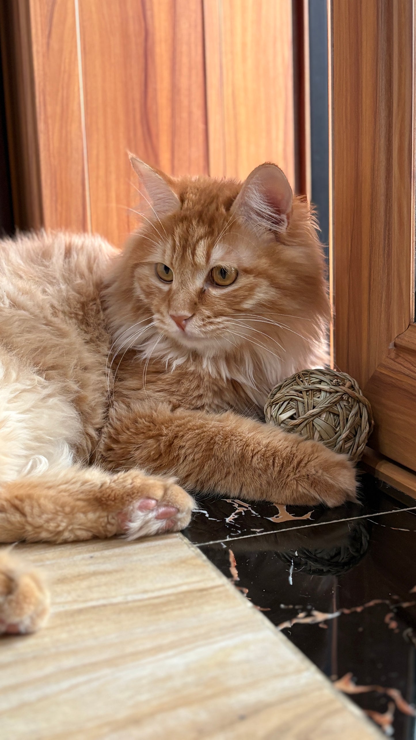 Cat resting next to a handwoven seagrass chew ball toy