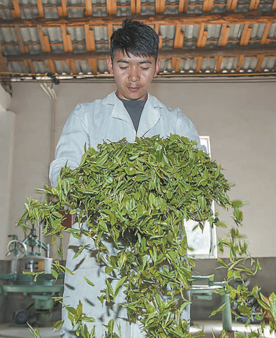 tea farmer holding a large bunch of fresh tea leaves in workshop
