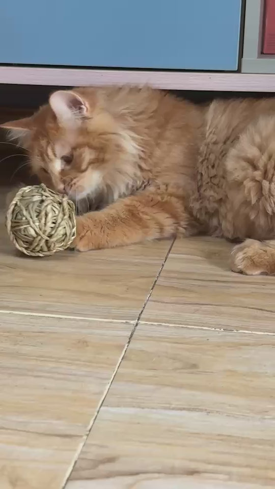 Cat playing with a handwoven natural fiber chew ball