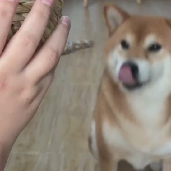 Dog playing with a handwoven natural fiber chew ball
