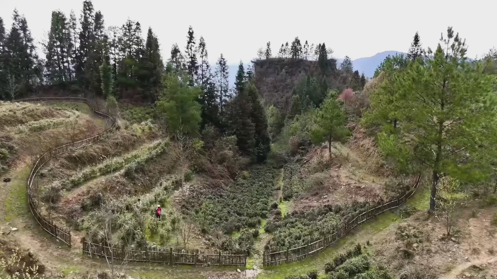 Load video: organic tea garden