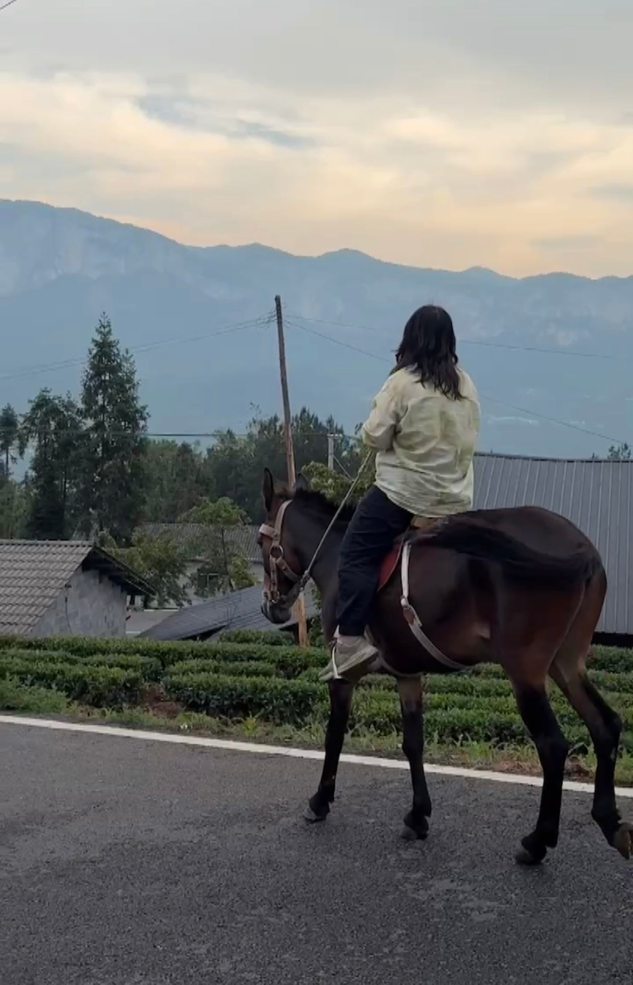 Harvest Collective — A Shared Future in Tea & Textile