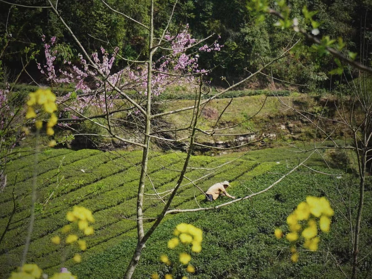 Load video: Family-run Sustainable Tea Gardesn Seasons